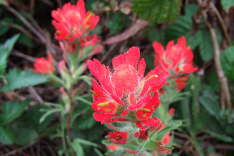 Brilliant Indian Paintbrush