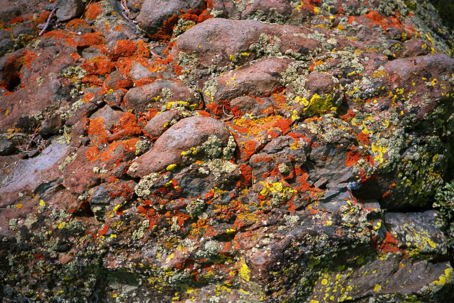 Lichens growing on the rocks of San Joaquin Ridge.