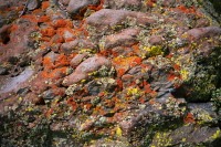 Lichens growing on the rocks of San Joaquin Ridge.