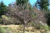 A nearly-spent persimmon tree at Castle Rock State Park