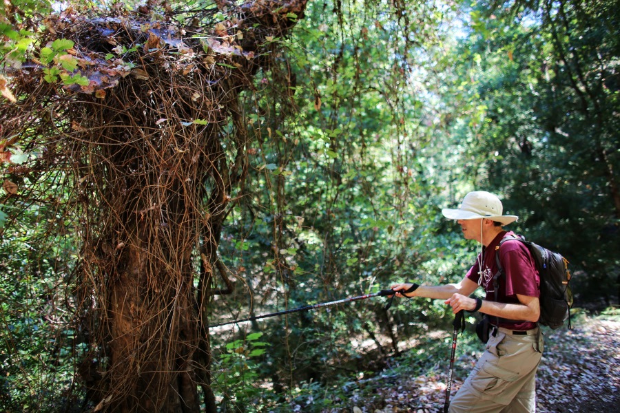 Bill feels compelled to poke his stick at the dead madrone tree covered with poison oak vine.