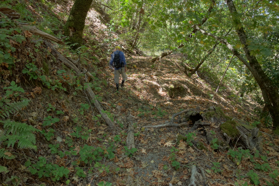 Bushwhack Road is long-abandoned, but the right-of-way is easy to follow.