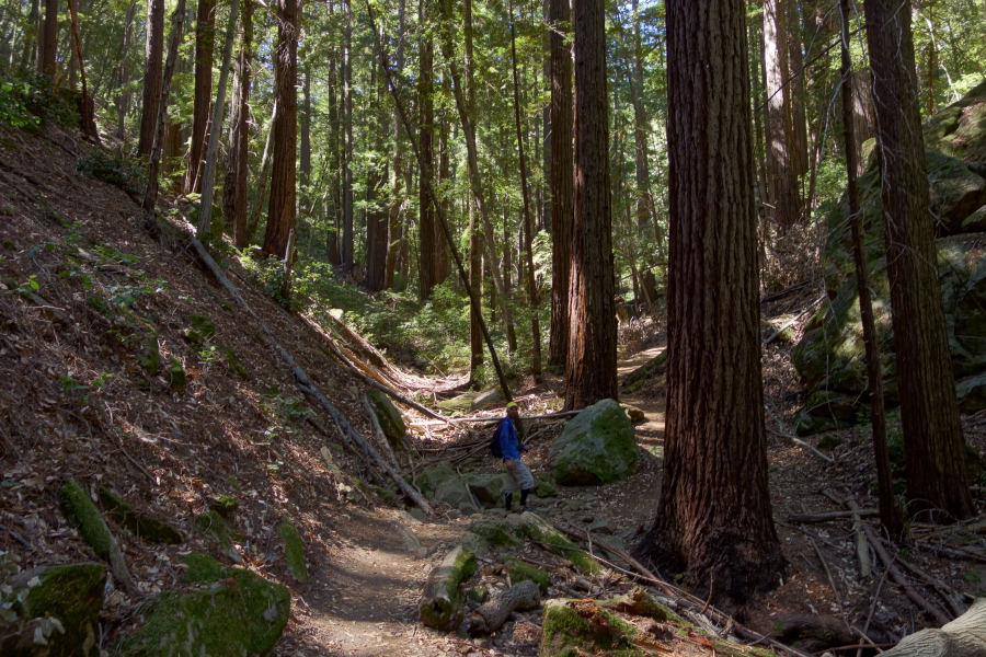 Bogdan heads up Sanborn Trail as it climbs the upper reaches of Todd Creek.