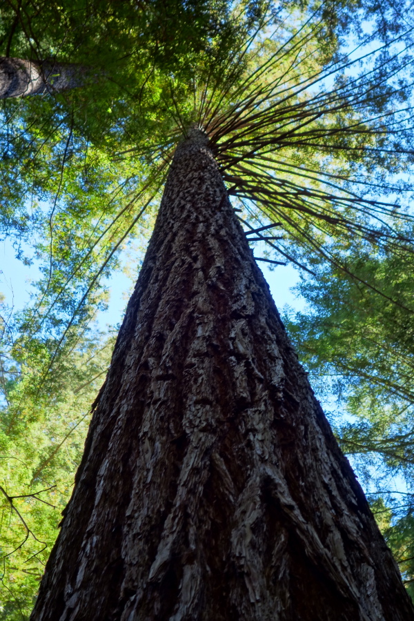 Large redwood with high crown