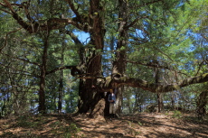 Oak and Douglas fir trees 