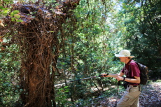 Bill feels compelled to poke his stick at the dead madrone tree covered with poison oak vine.