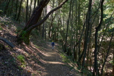 Bogdan climbs Sanborn Trail through a forest of madrones and tan oaks