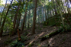 Forest of tan oak and douglas fir