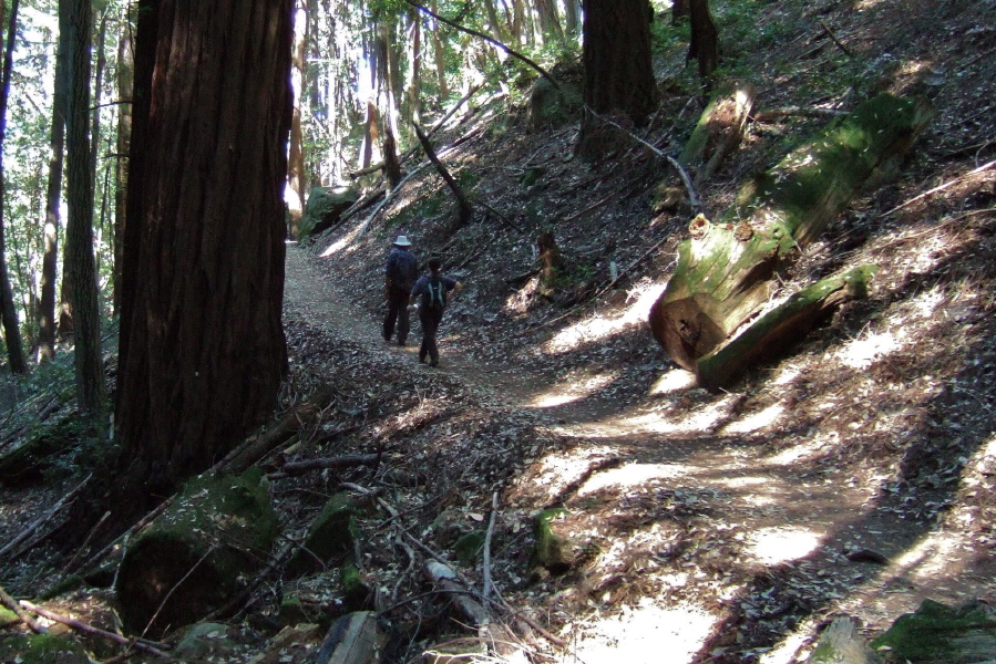 Frank and Stella walk past the old redwood on the Sanborn Trail.