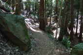 Passing an old redwood on the Sanborn Trail