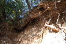 Roots and topsoil overhanging the road on Old Santa Cruz Highway, near Idylwild Rd.