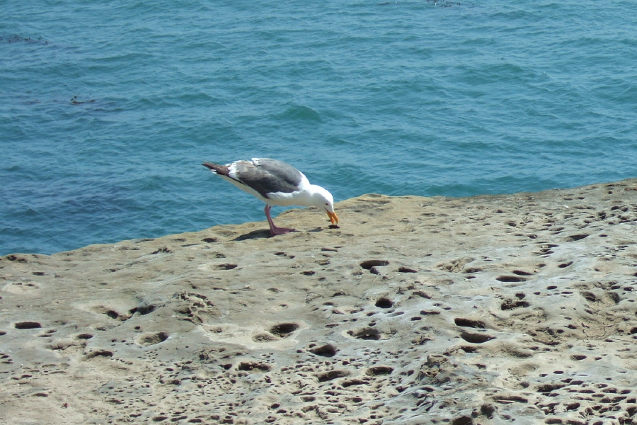 A seagull pecks persistently at some poor crustacean.