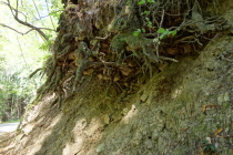 Exposed Roots
