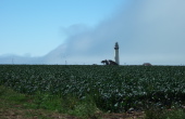 Pigeon Point Lighthouse faces down the fog bank.