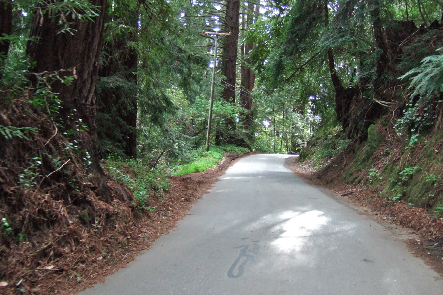 Climbing Old La Honda Rd. through the redwoods