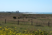 Point Ano Nuevo from CA1 near Whitehouse Canyon Rd.