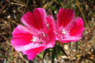 Farewell to Spring (Clarkia amoena)