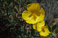 Suncup (Tetrapteron graciliflorum)