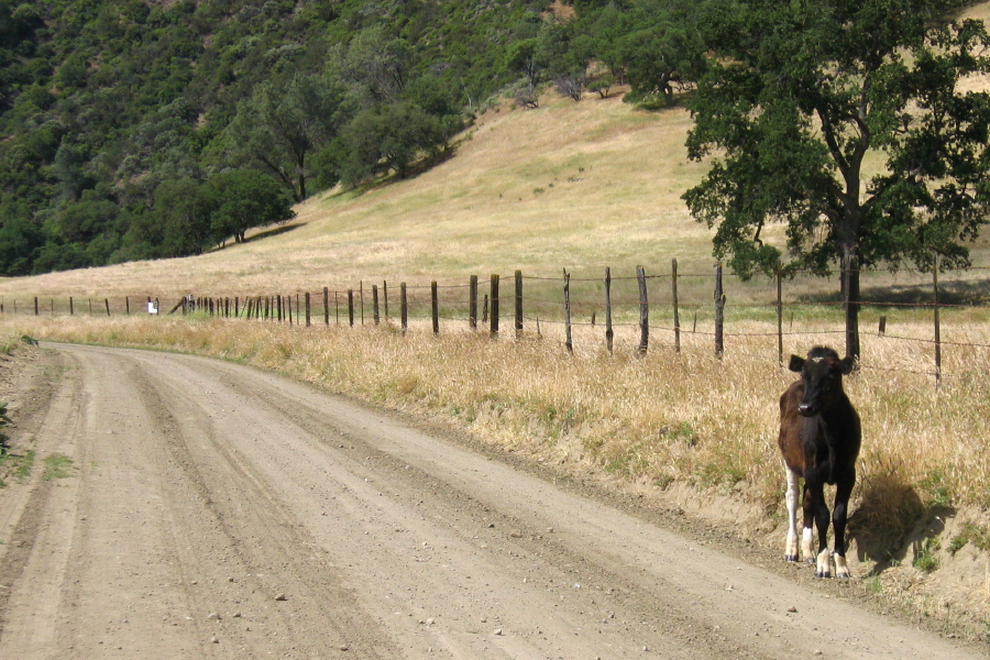 Meeting a young cow along Old Hernandez Rd. (1510ft)