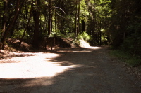 Old Haul Rd. at the Portola State Park access (490ft)