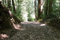 Road from Old Haul down into Portola State Park (400ft)
