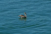 A juvenile brown pelican (Pelecanus occidentalis)