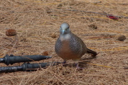 A zebra dove (Geopelia striata) investigates the tips of my walking sticks.