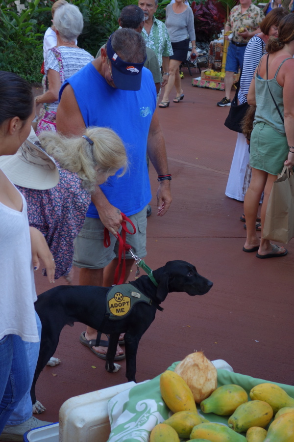 Papayas and shelter dog on a field trip at the market