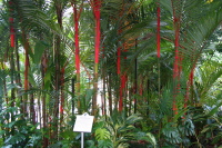 Sealing wax palm trees