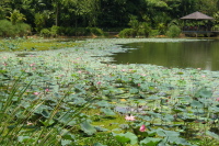 Water Lillies on Symphony Lake