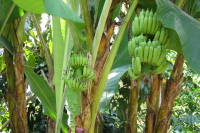 Bananas growing on banana trees