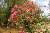 Pink Bougainvillea in the Eco Garden