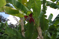 Flower of banana tree
