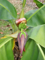 Inside flower of banana tree