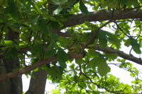 Yellow bird panting in tree
