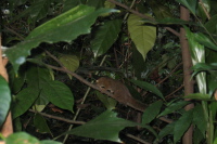 Small squirrel in rainforest