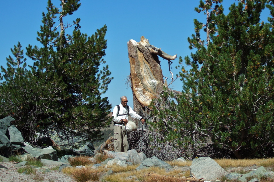 David stands next to an old snag.