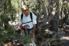 David stands next to an old fallen lodgepole and its twisted roots.