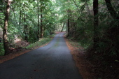 Thompson Road in the redwoods