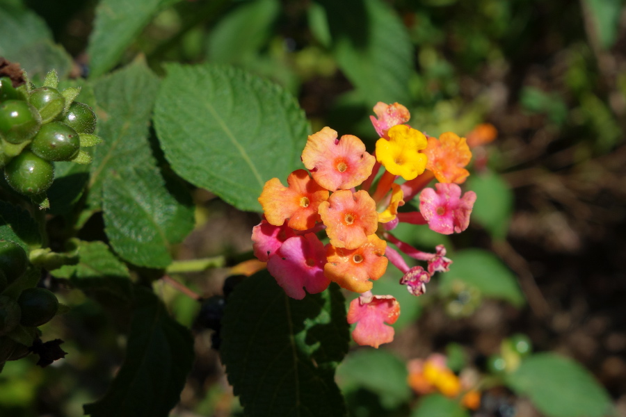 Lantana camara (lantana)