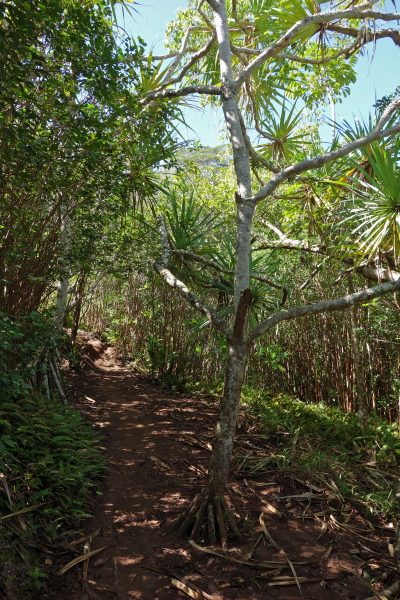 Pandanus tectorius (hala) tree stands in the trail.