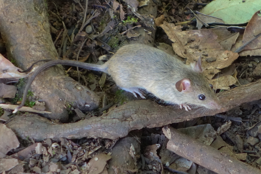 Wild mice surround the picnic area.