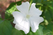Thunbergia fragrans (white lady)