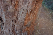 This tree's bark looks a bit like redwood.