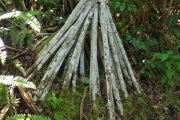 Pandanus tectorius (hala) roots