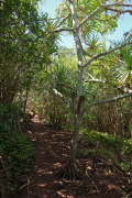 Pandanus tectorius (hala) tree stands in the trail.