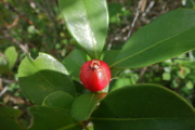 Psidium cattleianum (strawberry guava)