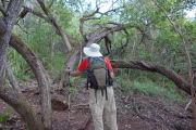David pauses to examine a spider-like koa tree.