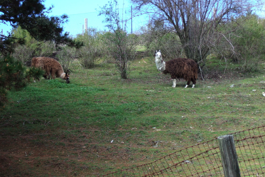 Shaggy alpacas grazing near Summit Rd.