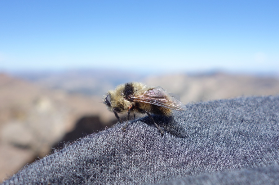 A wild bumble bee lands on my sweater while we rest at the summit.